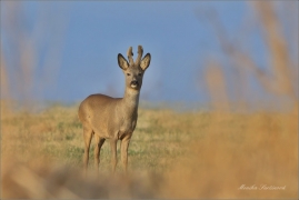<p>SRNEC OBECNÝ (Capreolus capreolus) Šluknovsko - Valdek --- /European roe deer - Reh/</p>